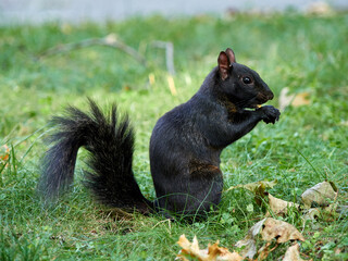 Grey Squirrel in a park. Sciurus carolinensis
