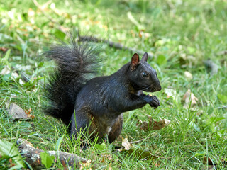 Grey Squirrel in a park. Sciurus carolinensis