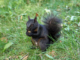 Grey Squirrel in a park. Sciurus carolinensis