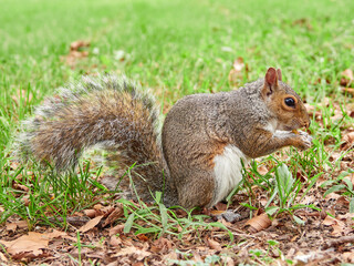 Grey Squirrel in a park. Sciurus carolinensis