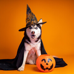 A photo of a dog wearing a Halloween costume with simple orange background. Husky sitting by a pumpkin candy bucket.