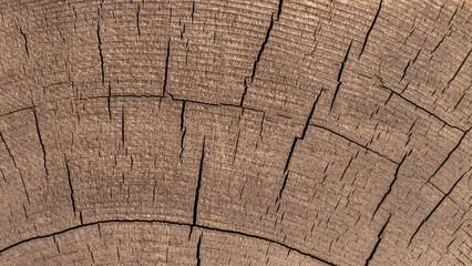 Fototapeta premium Cross section of tree trunk background. Old wood texture of tree rings. Cut slice of wooden stump. Textured surface with rings and cracks. Background made of hardwood from the forest.