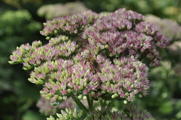 Sedum Carpaticum (Carpathian Stonecrop) with Succulent Foliage and Yellow Flowers