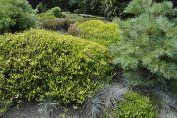 Conifer Flowerbed with Ornamental Evergreen Plants