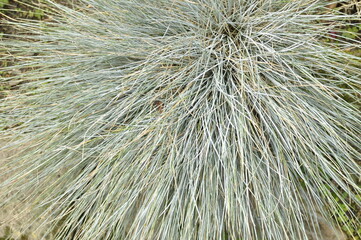 Green grass in the garden. Background or texture of green grass Grey-headed Wagtail (Motacilla flava thunbergi) in Natural Habitat