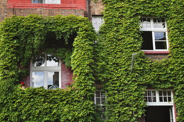 Old house covered with green ivy in Katowice, Poland
