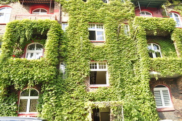 Old house covered with green ivy in Katowice, Poland