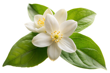 Obraz premium White Jasmine Flower Isolated on White Background