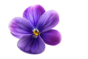 Obraz premium Isolated Violet Flower