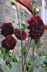 Anemonopsis dahlia is a delicate, star-shaped flower with soft pink, purple, or white petals. Perfect for gardens and floral arrangements, adding elegance to any setting