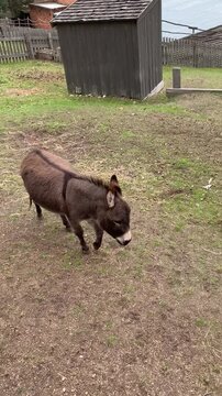 Feral donkeys were first brought to Australia as pack animals to replace horses, which had succumbed to native poisonous plants. Now numbering 5 million, they have been declared a pest