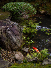 Detail of traditional Japanese garden with pond and koi fish