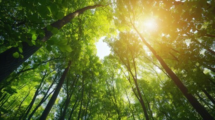 Sunlit Forest Canopy, a tranquil setting where golden rays filter through vibrant green leaves, creating a serene atmosphere in a lush woodland environment.