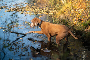 Vizsla dog, domestic pet standing in pond, looking for thrown stick branch in process of funny cheery game. Joyful cheerful puppy in fall october november forest playing in cold lake.