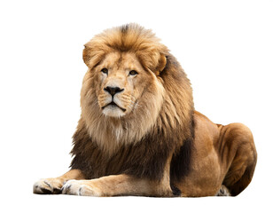 Obraz premium Löwe isoliert auf weißen Hintergrund, Freisteller