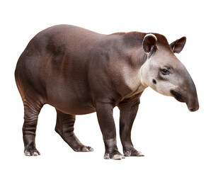 Naklejka premium Tapir isoliert auf weißen Hintergrund, Freisteller