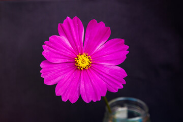 Bright pink Cosmos flower in glass jar against a black studio background 