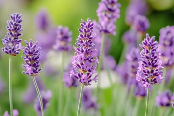 Obraz premium Vibrant lavender blooms stand tall in a lush garden. These beautiful purple flowers symbolize tranquility and elegance. Perfect for nature enthusiasts and floral designs. Generative AI