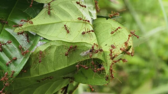 Weaver ants or Oecophylla are making a nest