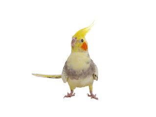 cockatiel  parrot isolated on a white background