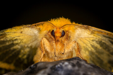 Moth, Close up of a moth. Night butterfly 