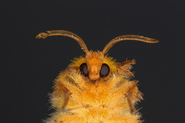 Moth, Close up of a moth. Night butterfly 