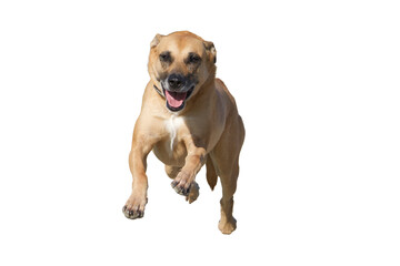 Frontview of a fast running belgian malinois dog on a white background.