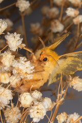 Moth, Close up of a moth. Night butterfly 