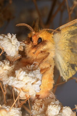 Moth, Close up of a moth. Night butterfly 