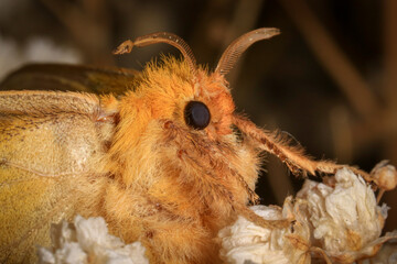 Moth, Close up of a moth. Night butterfly 