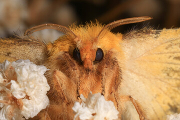 Moth, Close up of a moth. Night butterfly 