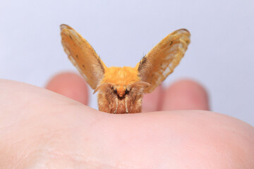 Moth, Close up of a moth. Night butterfly 