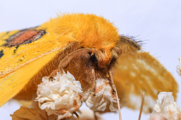 Moth, Close up of a moth. Night butterfly 