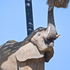 Loxodonta africana aka African bush elephant is eating in ZOO Lesna Zlin in Czech republic. © czjonyyy