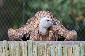 Gyps rueppellii aka Rüppell's Griffon vulture in Zoo Zlin Lesna in Czech republic. Giant bird in funny pose. Funny animal photo.