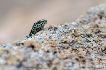 Lézard des murailles