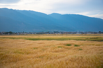 Obraz premium Dali City, Yunnan Province-Golden wheat fields and blue sky