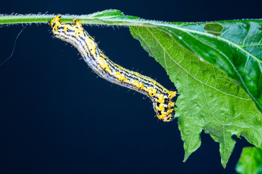 紫蘇の葉を食べるシャクガの幼虫（シャクトリムシ）
