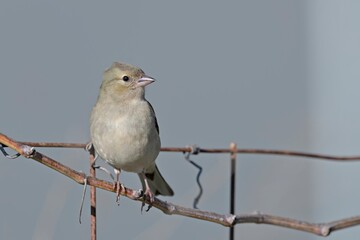 Female Chaffinch - Fringilla coelebs, Crete