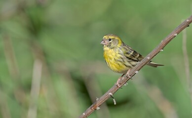 Fototapeta premium European serin, or just serin, Serinus serinus, Crete 
