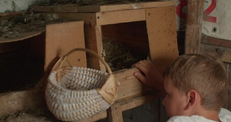 Carefully, the child takes the eggs out of the chicken house and puts them in the basket. The child helps to collect eggs in the chicken coop. Concept child collects eggs. - Powered by Adobe