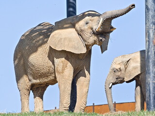 Loxodonta africana aka African bush elephant with baby in ZOO Lesna Zlin in Czech republic. © czjonyyy