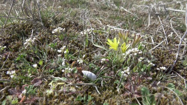 Dwarf plants as affect of environmental factor - constant strong winds, aridity (phenotype sensitivity, jasmonates. Whiteblow (Draba verna), Star of Bethlehem (Gagea lutea) reach 2-4 cm near Azov sea