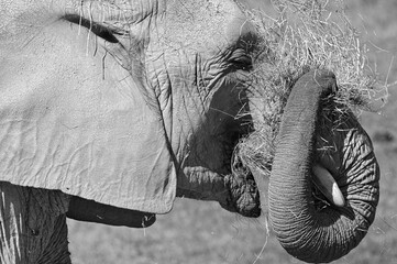 Loxodonta africana aka African bush elephant in ZOO Lesna Zlin in Czech republic. Close-up head portrait. Black and white edit. © czjonyyy