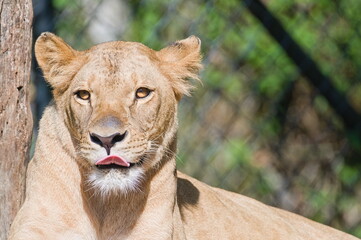 Panthera leo bleyenberghi aka Southwest African Lion female is relaxing on the sun. Living in captivity. Zoo Lesna Zlin in Czech republic.
