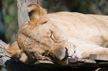 Panthera leo bleyenberghi aka Southwest African Lion female is sleeping. Living in captivity. Zoo Lesna Zlin in Czech republic.