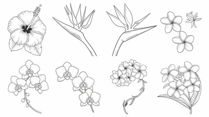 Obraz premium line drawing , organic flowers, line art on white background 