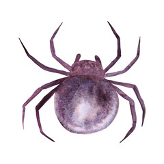 Black spider. Monochrome drawing of dangerous arthropod arachnid, insect. Watercolor hand drawn cutout isolated clipart for halloween illustration, horror prints. Karakurt, black widow, Latrodectus