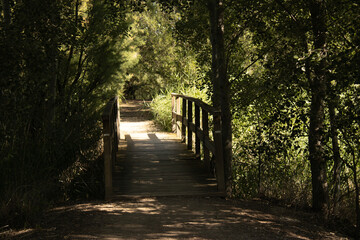 Bosque frondoso alrededor de una pasarela de madera, luz tenue en la primera hora de la mañana 