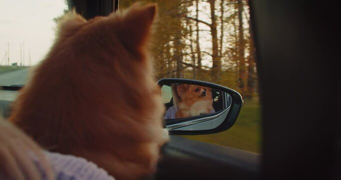 Cute spitz puppy peeks out of a car window. Traveling with pet